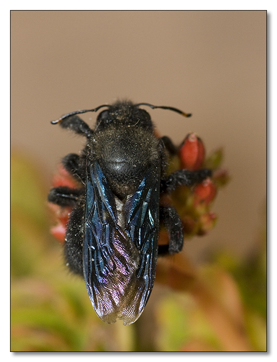 Apidae Xylocopinae: maschio di Xylocopa violacea